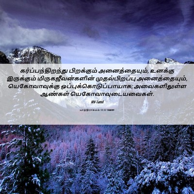 Picture 06 - யாத்திராகமம் 13:12 TAMIRV - கர்ப்பந்திறந்து - Bible Verse Picture