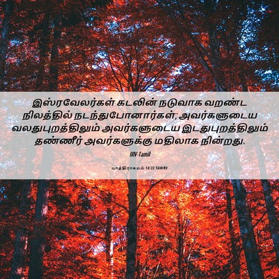 Picture 06 - யாத்திராகமம் 14:22 TAMIRV - இஸ்ரவேலர்கள் - Bible Verse Picture