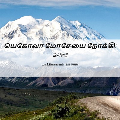 Picture 06 - யாத்திராகமம் 16:11 TAMIRV - யெகோவா மோசேயை - Bible Verse Picture
