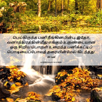 Picture 06 - யாத்திராகமம் 16:14 TAMIRV - பெய்திருந்த பனி - Bible Verse Picture