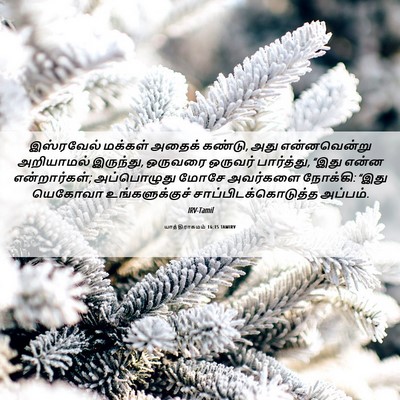Picture 06 - யாத்திராகமம் 16:15 TAMIRV - இஸ்ரவேல் மக்கள் - Bible Verse Picture