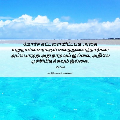 Picture 06 - யாத்திராகமம் 16:24 TAMIRV - மோசே - Bible Verse Picture