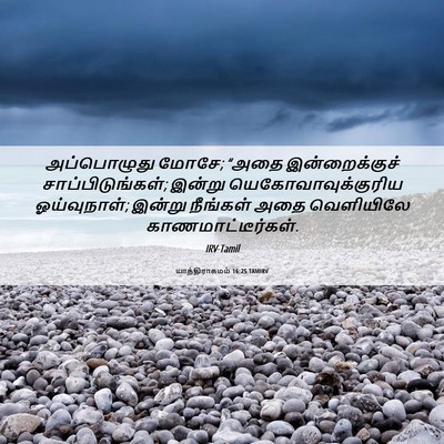 Picture 06 - யாத்திராகமம் 16:25 TAMIRV - அப்பொழுது மோசே; - Bible Verse Picture