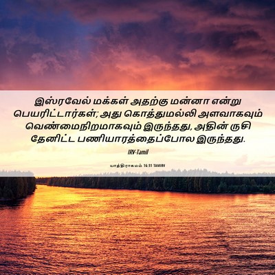 Picture 06 - யாத்திராகமம் 16:31 TAMIRV - இஸ்ரவேல் மக்கள் - Bible Verse Picture