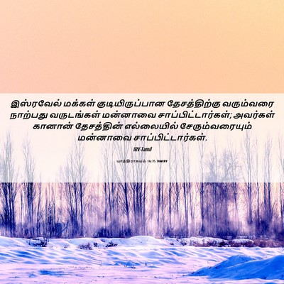 Picture 06 - யாத்திராகமம் 16:35 TAMIRV - இஸ்ரவேல் மக்கள் - Bible Verse Picture