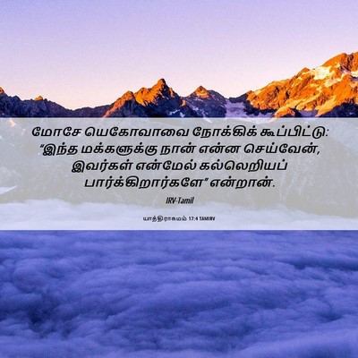 Picture 06 - யாத்திராகமம் 17:4 TAMIRV - மோசே யெகோவாவை - Bible Verse Picture