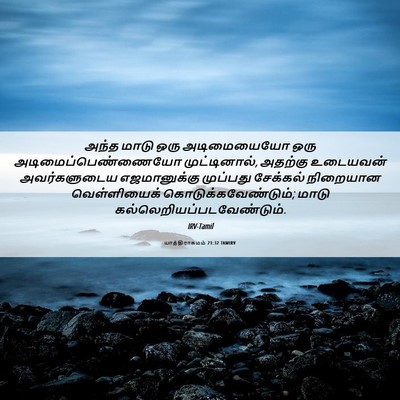 Picture 06 - யாத்திராகமம் 21:32 TAMIRV - அந்த மாடு ஒரு - Bible Verse Picture