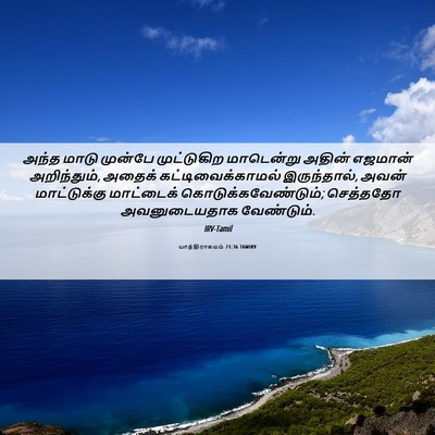 Picture 06 - யாத்திராகமம் 21:36 TAMIRV - அந்த மாடு முன்பே - Bible Verse Picture
