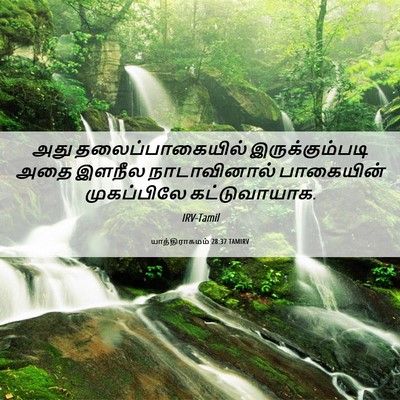 Picture 06 - யாத்திராகமம் 28:37 TAMIRV - அது தலைப்பாகையில் - Bible Verse Picture