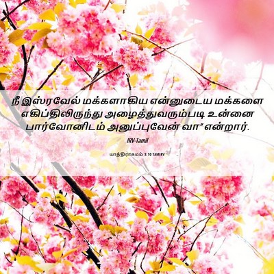 Picture 06 - யாத்திராகமம் 3:10 TAMIRV - நீ இஸ்ரவேல் - Bible Verse Picture