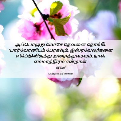 Picture 06 - யாத்திராகமம் 3:11 TAMIRV - அப்பொழுது மோசே - Bible Verse Picture