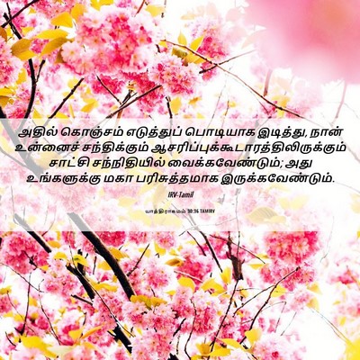 Picture 06 - யாத்திராகமம் 30:36 TAMIRV - அதில் கொஞ்சம் - Bible Verse Picture