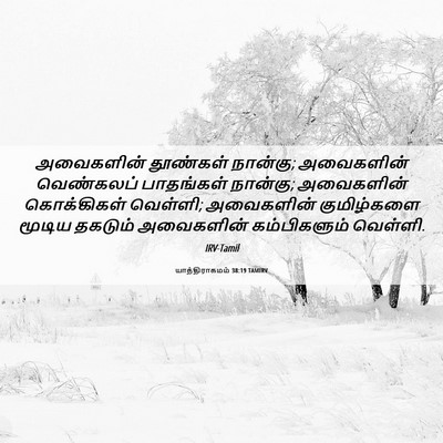 Picture 06 - யாத்திராகமம் 38:19 TAMIRV - அவைகளின் தூண்கள் - Bible Verse Picture