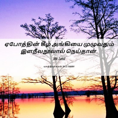 Picture 06 - யாத்திராகமம் 39:22 TAMIRV - ஏபோத்தின் கீழ் - Bible Verse Picture