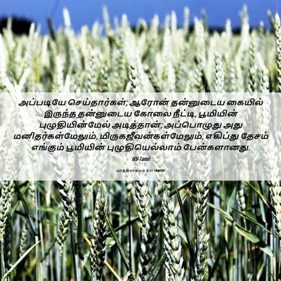 Picture 06 - யாத்திராகமம் 8:17 TAMIRV - அப்படியே - Bible Verse Picture