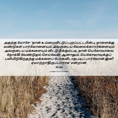 Picture 06 - யாத்திராகமம் 8:29 TAMIRV - அதற்கு மோசே: “நான் - Bible Verse Picture