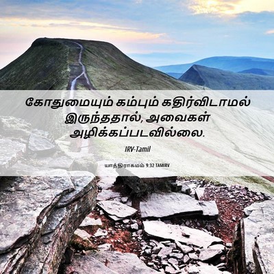 Picture 06 - யாத்திராகமம் 9:32 TAMIRV - கோதுமையும் - Bible Verse Picture