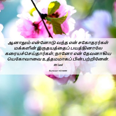 Picture 06 - யோசுவா 14:8 TAMIRV - ஆனாலும் என்னோடு - Bible Verse Picture