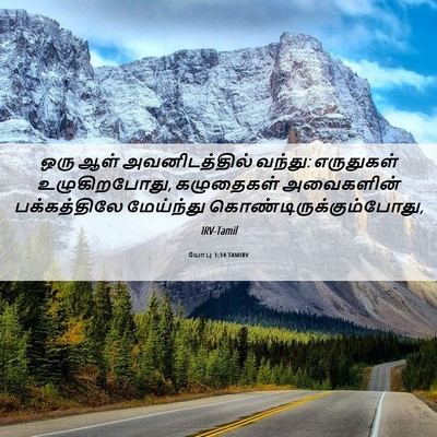 Picture 06 - யோபு 1:14 TAMIRV - ஒரு ஆள் - Bible Verse Picture