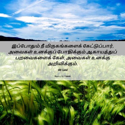 Picture 06 - யோபு 12:7 TAMIRV - இப்போதும் நீ - Bible Verse Picture
