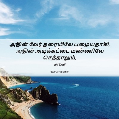 Picture 06 - யோபு 14:8 TAMIRV - அதின் வேர் - Bible Verse Picture