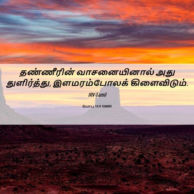 Picture 06 - யோபு 14:9 TAMIRV - தண்ணீரின் - Bible Verse Picture