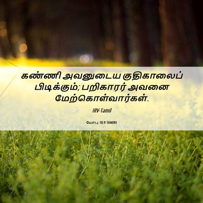 Picture 06 - யோபு 18:9 TAMIRV - கண்ணி அவனுடைய - Bible Verse Picture
