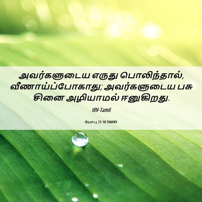 Picture 06 - யோபு 21:10 TAMIRV - அவர்களுடைய எருது - Bible Verse Picture