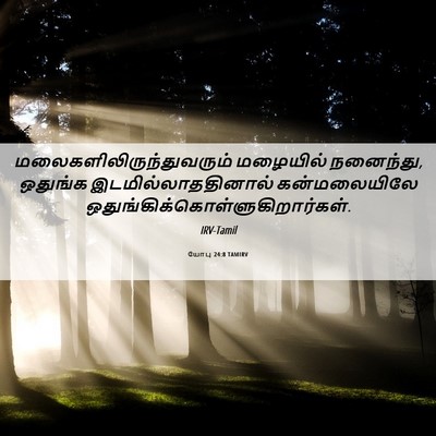 Picture 06 - யோபு 24:8 TAMIRV -  - Bible Verse Picture