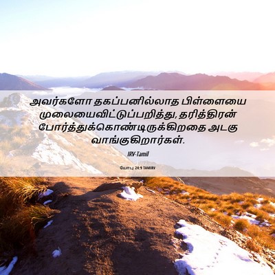 Picture 06 - யோபு 24:9 TAMIRV - அவர்களோ - Bible Verse Picture