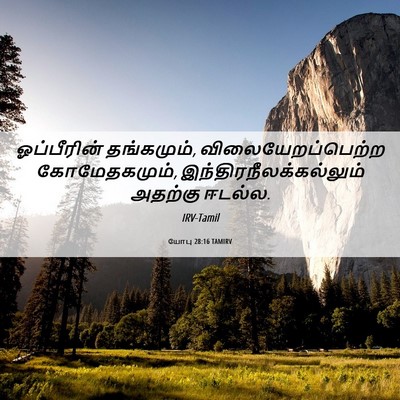 Picture 06 - யோபு 28:16 TAMIRV - ஓப்பீரின் - Bible Verse Picture
