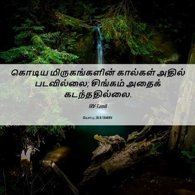 Picture 06 - யோபு 28:8 TAMIRV - கொடிய - Bible Verse Picture