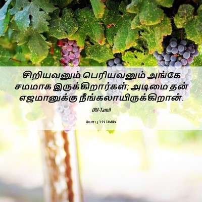 Picture 06 - யோபு 3:19 TAMIRV - சிறியவனும் - Bible Verse Picture