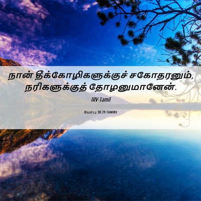Picture 06 - யோபு 30:29 TAMIRV - நான் - Bible Verse Picture