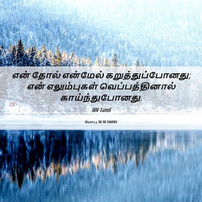 Picture 06 - யோபு 30:30 TAMIRV - என் தோல் என்மேல் - Bible Verse Picture
