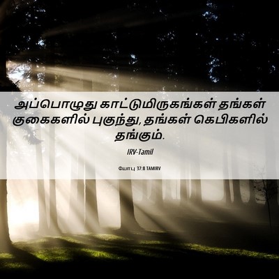 Picture 06 - யோபு 37:8 TAMIRV - அப்பொழுது - Bible Verse Picture