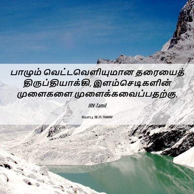 Picture 06 - யோபு 38:25 TAMIRV - பாழும் - Bible Verse Picture