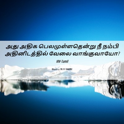 Picture 06 - யோபு 39:11 TAMIRV - அது அதிக - Bible Verse Picture