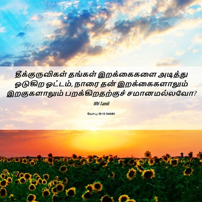 Picture 06 - யோபு 39:13 TAMIRV - தீக்குருவிகள் - Bible Verse Picture