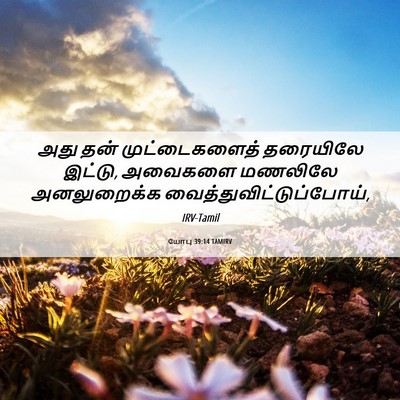 Picture 06 - யோபு 39:14 TAMIRV - அது தன் - Bible Verse Picture
