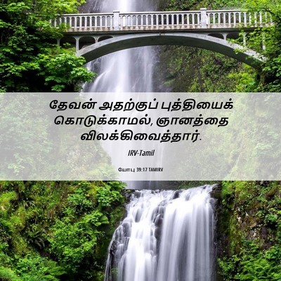 Picture 06 - யோபு 39:17 TAMIRV - தேவன் அதற்குப் - Bible Verse Picture