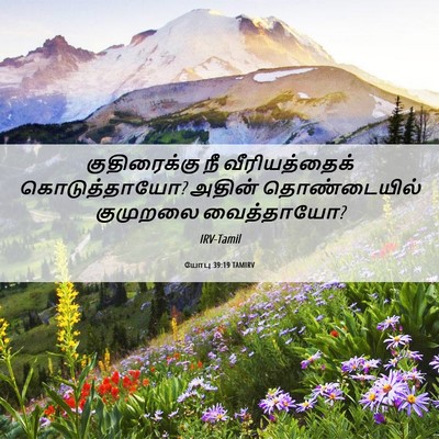 Picture 06 - யோபு 39:19 TAMIRV - குதிரைக்கு நீ - Bible Verse Picture