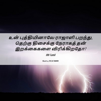 Picture 06 - யோபு 39:26 TAMIRV - உன் புத்தியினாலே - Bible Verse Picture