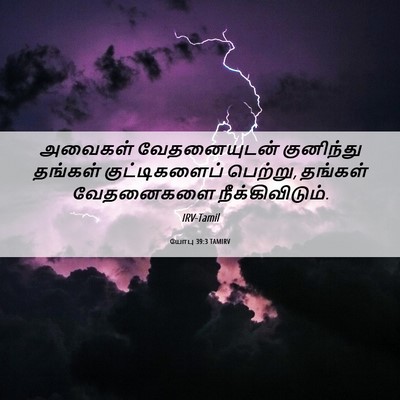 Picture 06 - யோபு 39:3 TAMIRV - அவைகள் வேதனையுடன் - Bible Verse Picture
