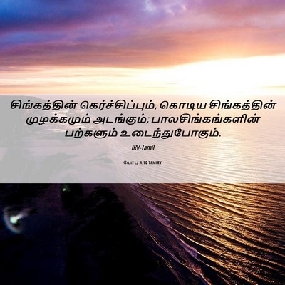 Picture 06 - யோபு 4:10 TAMIRV - சிங்கத்தின் - Bible Verse Picture