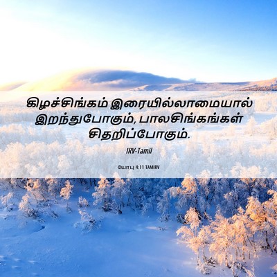 Picture 06 - யோபு 4:11 TAMIRV - கிழச்சிங்கம் - Bible Verse Picture