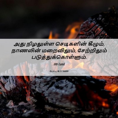Picture 06 - யோபு 40:21 TAMIRV - அது நிழலுள்ள - Bible Verse Picture