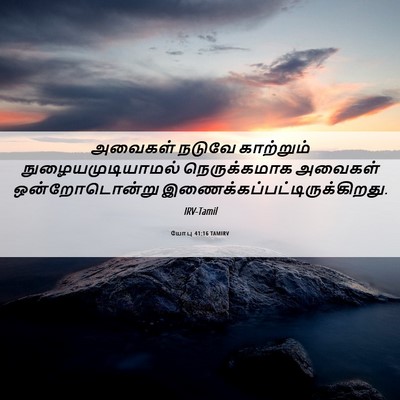 Picture 06 - யோபு 41:16 TAMIRV - அவைகள் நடுவே - Bible Verse Picture