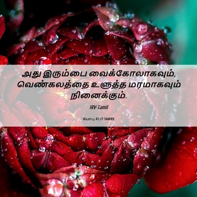 Picture 06 - யோபு 41:27 TAMIRV - அது இரும்பை - Bible Verse Picture