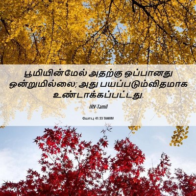 Picture 06 - யோபு 41:33 TAMIRV - பூமியின்மேல் - Bible Verse Picture